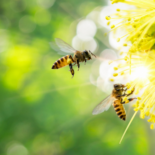 AlphaBio Control image two bees