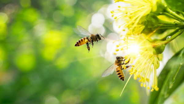 AlphaBio Control image two bees